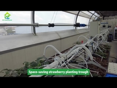 স্ট্রবেরি চাষের জন্য একটি গর্ত