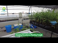 ঝুলন্ত স্ট্রবেরি রোপণ খাঁজ স্থান সংরক্ষণ