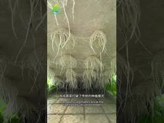 DWC মাটিবিহীন চাষ পদ্ধতি