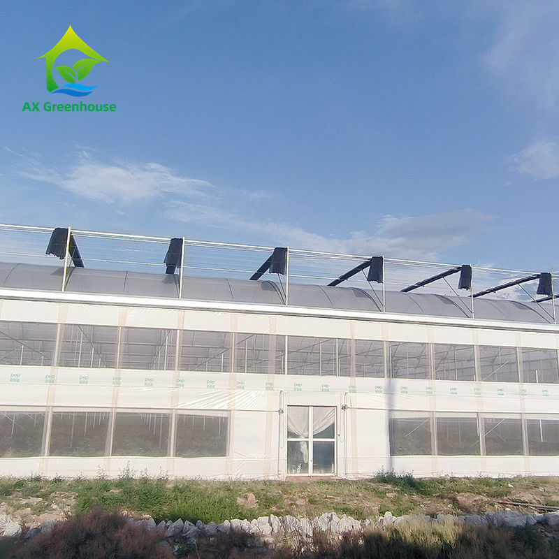 মাল্টি স্প্যান ট্রপিকাল মেটাল ফ্রেম কাঠামো টমেটো পলি টানেল গ্রিনহাউস ফলমূল সবজি জন্য