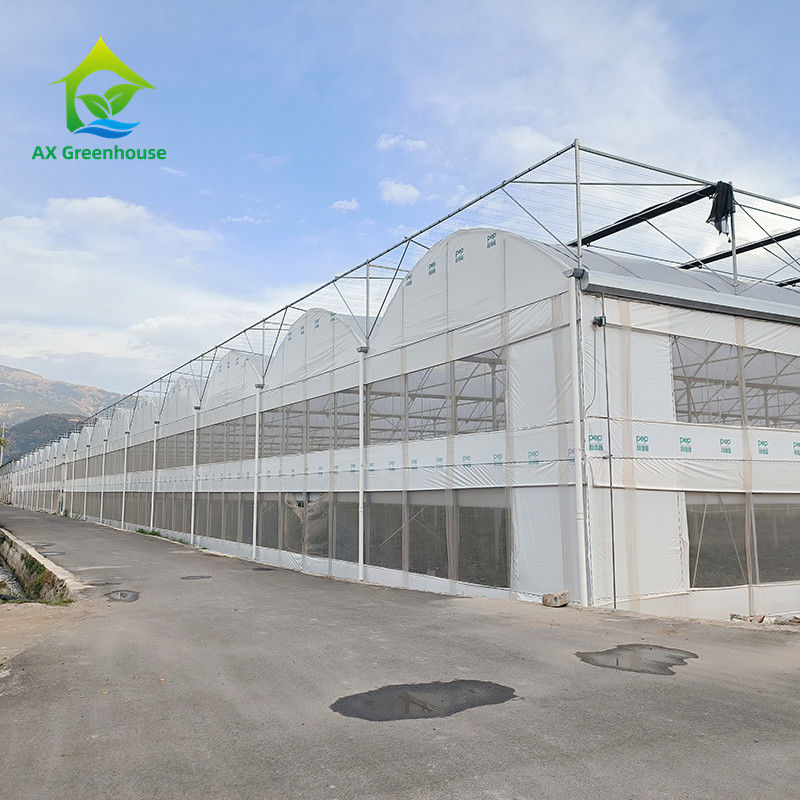 মাল্টি স্প্যান ট্রপিকাল মেটাল ফ্রেম কাঠামো টমেটো পলি টানেল গ্রিনহাউস ফলমূল সবজি জন্য