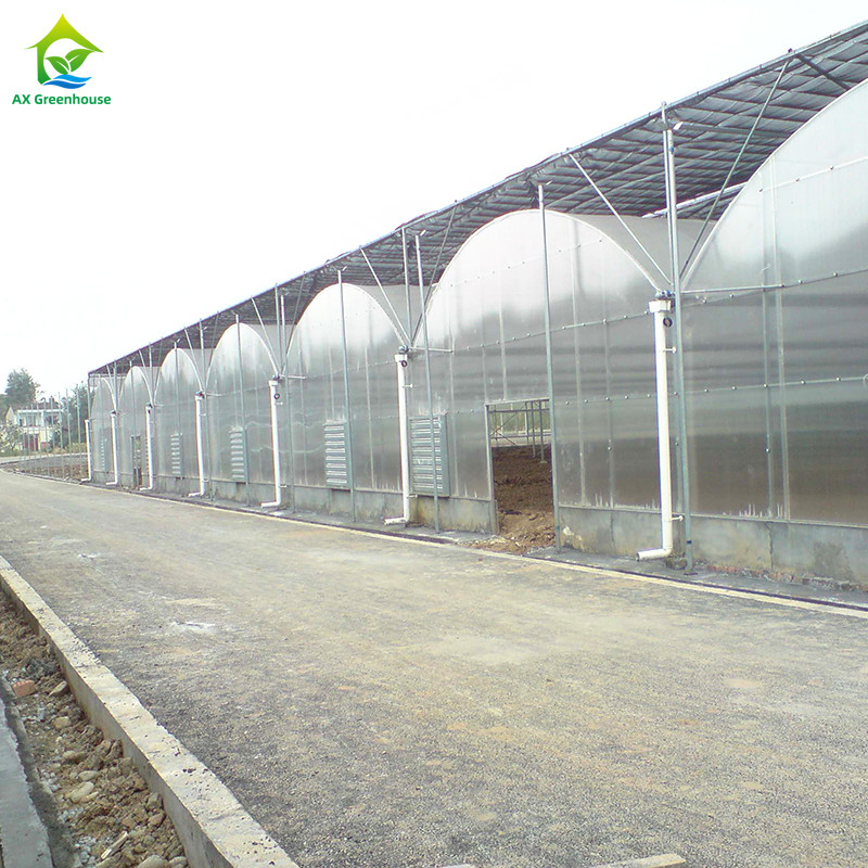 ইস্পাত কাঠামো ইউভি প্রতিরোধী ফিল্ম পলি টানেল মাল্টি-স্প্যান উদ্ভিজ্জ গ্রিনহাউস টমেটো জন্য