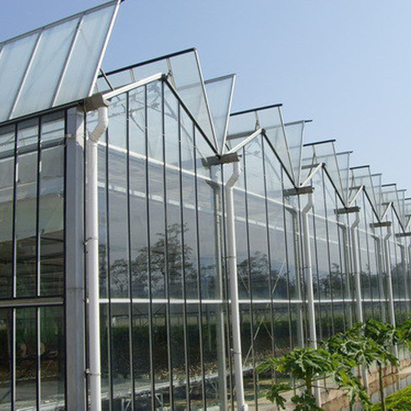 উদ্যানতত্ত্ব বিষয়ক বহু-স্প্যান কৃষি ফুল চাষ ভেনলো টাইপ বীজ বপন কাঁচের গ্রিনহাউস