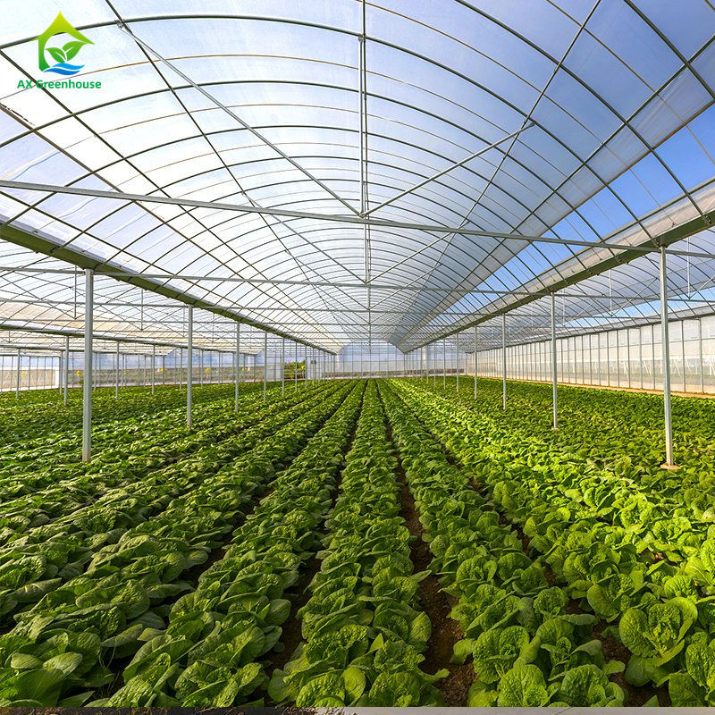 পাতাযুক্ত সবজি,ডোমেটা,মাকড়সা,পিঁপড়া,মাকড়সা,স্ট্রবেরি,জলমুগার চাষের জন্য বড় মাল্টি-স্পেন্স ফিল্ম গ্রিনহাউস