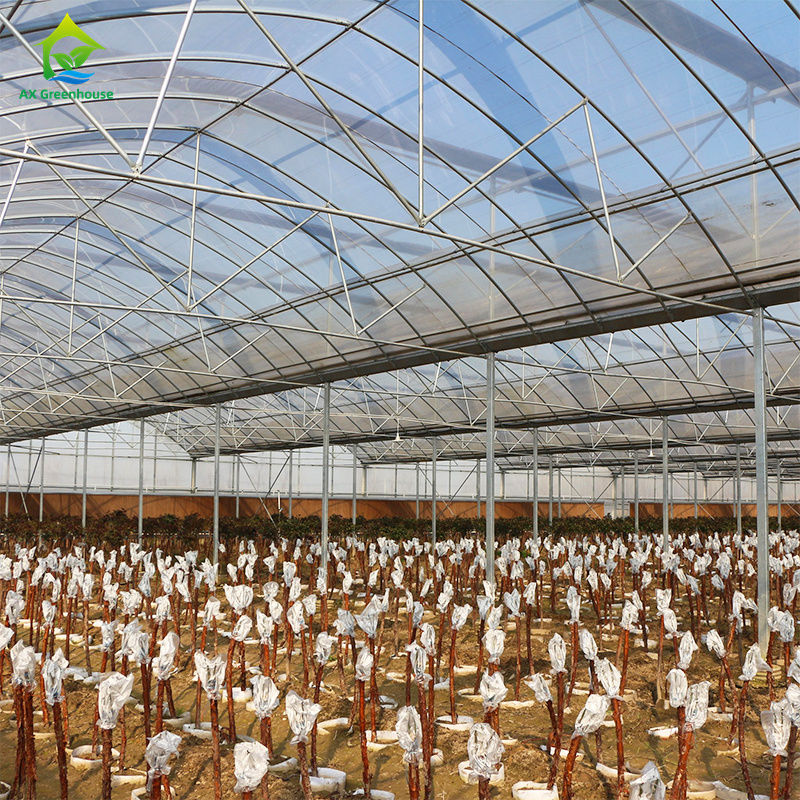 পাতাযুক্ত সবজি,ডোমেটা,মাকড়সা,পিঁপড়া,মাকড়সা,স্ট্রবেরি,জলমুগার চাষের জন্য বড় মাল্টি-স্পেন্স ফিল্ম গ্রিনহাউস