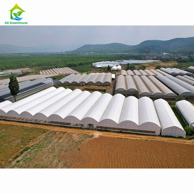 বৃহৎ আকারের কৃষি মাল্টি-স্প্যান গ্রিনহাউস | বাল্ক কাস্টমাইজেশনের জন্য পেশাদার গ্রিনহাউস কারখানা