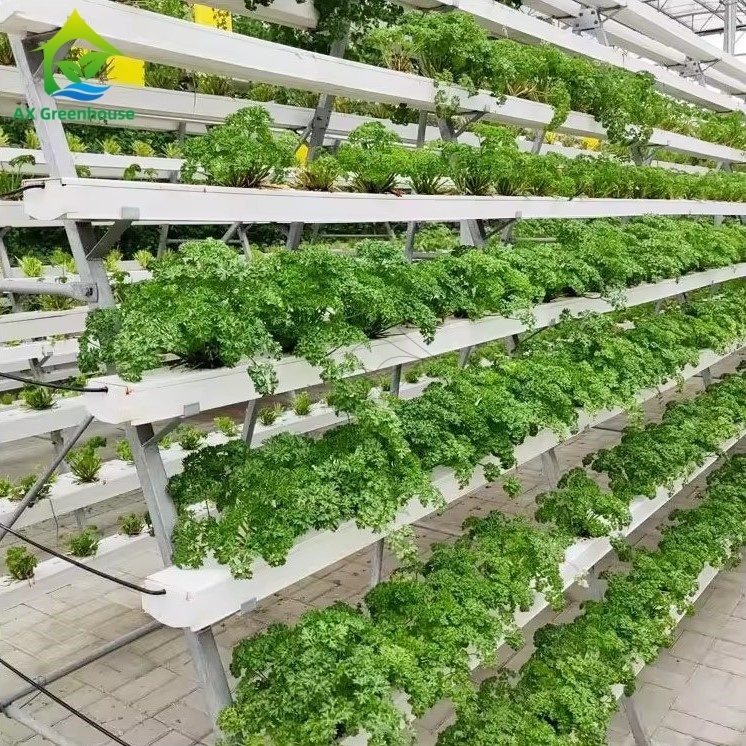 সবুজঘরের মাটিবিহীন চাষ পদ্ধতি এ-ফ্রেম পুষ্টি ফিল্ম কৌশল এনএফটি চ্যানেল দক্ষ সবজি চাষ