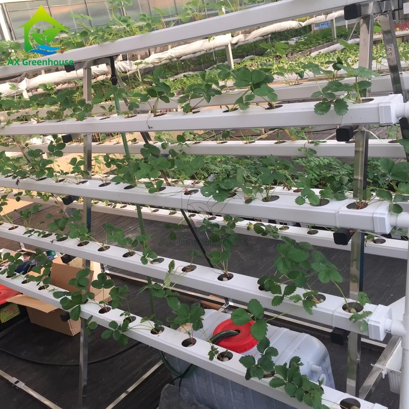 সবুজঘরের মাটিবিহীন চাষ পদ্ধতি এ-ফ্রেম পুষ্টি ফিল্ম কৌশল এনএফটি চ্যানেল দক্ষ সবজি চাষ