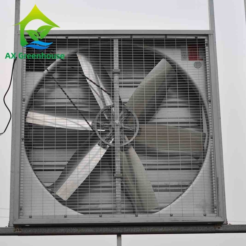 Dia 500-1250mm ব্লেড ওয়েট ওয়াল এক্সহস্ট ফ্যান ইন্ডাস্ট্রিয়াল ওয়াল মাউন্ট করা এক্সট্র্যাক্টর ফ্যান